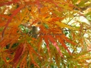 Acer palmatum "Green globe"