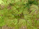 Acer palmatum "Green trompenburg"