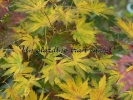 Acer palmatum "Green trompenburg" Acer palmatum "Green trompenburg"