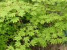 Acer palmatum "Green trompenburg"