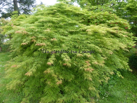 Acer palmatum "Green globe"