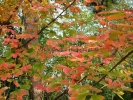 Acer griseum