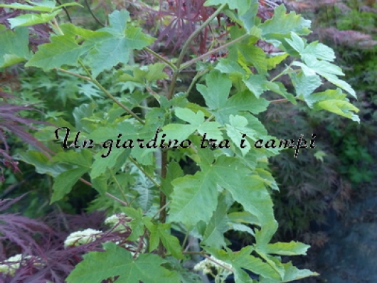 Acer griseum x pseudoplatanus Acer griseum x pseudoplatanus
