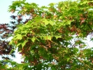 Acer palmatum "Heptalobum"