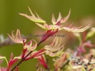 Acer palmatum "Higasa yama"