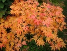 Acer palmatum "Hinode nishiki"