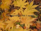Acer palmatum "Hinode nishiki"
