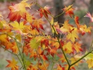 Acer palmatum "Hohgyoku"