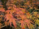 Acer palmatum "Hiryuh"