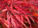 Acer palmatum "Inaba shidare"