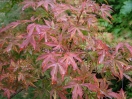 Acer palmatum "Itami nishiki"