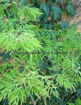 Acer japonicum "Fairy light" Acer japonicum "Fairy light"