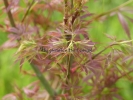 Acer palmatum "Jerre Schwartz"