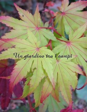 Acer shirasawanum "Jordan"