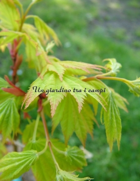 Acer shirasawanum "Jordan"