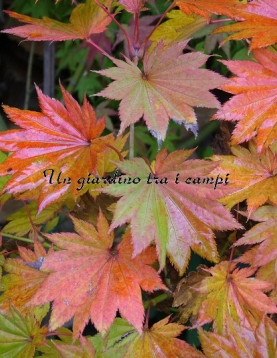 Acer shirasawanum "Jordan"