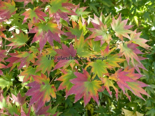 Acer shirasawanum "Jordan"