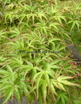Acer palmatum "Kamagata"