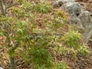 Acer palmatum "Kamagata"