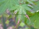 Acer palmatum "Karasu gawa"