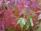 Acer palmatum "Karasu gawa"