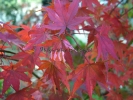 Acer palmatum "Karasu gawa"