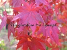 Acer palmatum "Karasu gawa"