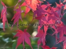 Acer palmatum "Karasu gawa"