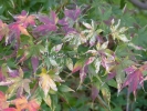 Acer palmatum "Karasu gawa"