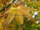 Acer palmatum "Kihachijoh"