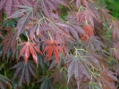 Acer palmatum "Kinran"