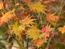 Acer palmatum "Kinran"