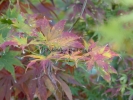 Acer palmatum "Kishuzan"
