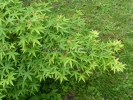 Acer palmatum "Ko shibori nishiki"
