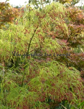 Acer palmatum "Koto no ito"