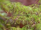 Acer palmatum "Koto no ito"