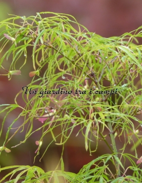 Acer palmatum "Koto no ito"