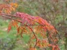 Acer japonicum "Kujaku Bato"