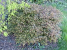 Acer palmatum "Kiyo hime"