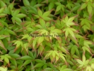 Acer palmatum "Kiyo hime"