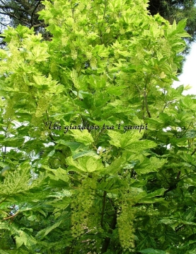 Acer pseudoplatanus "Leopoldii"