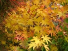 Acer palmatum "Lutescens"