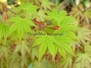 Acer palmatum "Maiko"