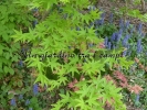 Acer palmatum "Marakumo"