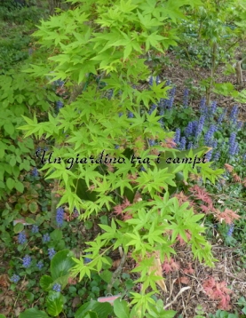 Acer palmatum "Marakumo"