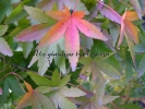 Acer palmatum "Marakumo"