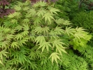 Acer palmatum "Matsu kaze"