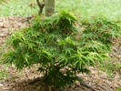 Acer palmatum "Mikawa yatsubusa"