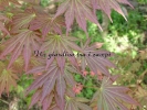 Acer palmatum "Mirte"