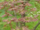Acer palmatum "Mirte"
